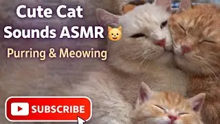 Cute Cat Sounds ASMR 🐱 Purring & Meowing for Relaxation and Sleep #CatASMR #CuteCats #CatSounds 