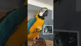 Magnifique perroquet, ara ararauna