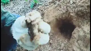 Catch termite Queen update 2018