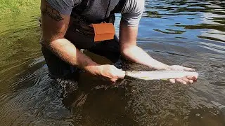 Summer run Steelhead! Fishing the Bogachiel River in the Olympic National Forest