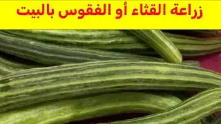 نصائح وارشادات لهواة الزراعة المنزلية عن زراعة الطروح او القثاء او الفقوس بسهولة بالبيت