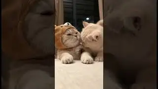 The Cutest Friendship Ever | Cat friendship 🤩 | #cat