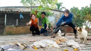 Harvesting Guava & Go Market to Sell – Komodo Dragon Attacks and Destroys Duck Farm!