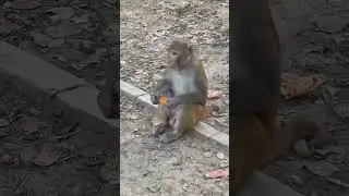 Monkey baby Reaction eating🐒 #shorts #monkeyfeeding #youtubeshorts #pets #feedingmonkey#animallover