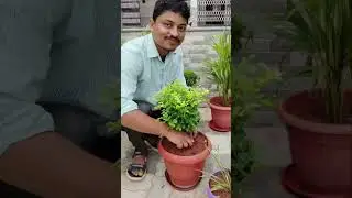 Van Mahotsav 2024-2025