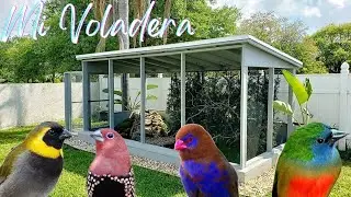Mi Voladera 🦚