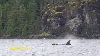 Whale Watching and Marine Tours with Big Animal Encounters in Campbell River, British Columbia