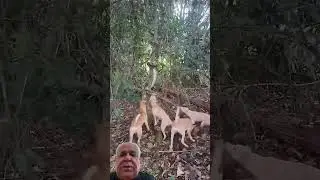 C&atilde;es de ca&ccedil;a acuam Phyton e tentam pux&aacute;-la da &aacute;rvore! #animals #nature #wildlife #phyton #c&atilde;es