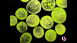 Volvox, an incredible view of a unique algae