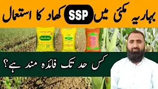 Spring Maize Fertilizer Guide | Correct Use of SSP for Best Results
