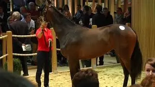 Un poulain normand vendu 2,6 millions d'euros à l'émir de Dubaï