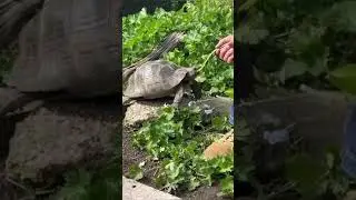 Keeping Turkish spur thigh tortoise - one of the big personality breeds - often wrongly overlooked!
