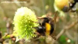 Insect clips - Slow motion (HD 1080p) - Free to reuse - Creative Commons