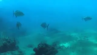 Blue Trevally
