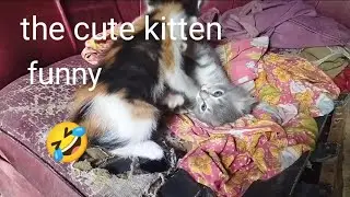 Aww,the kitten is playing so cute 🥰🥰🥰
