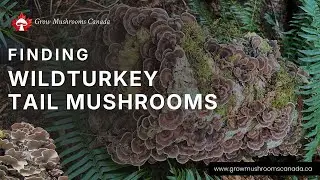 Finding Wild Turkey Tail Mushrooms in Canadian Forest