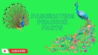 Fascinating Peacock Facts || Veterinary Channel