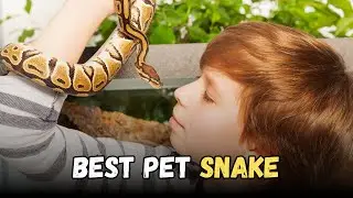 10 Friendly Pet Snakes for Beginners - Buying Cost, Diet, Care Sheet Guide for Beginners