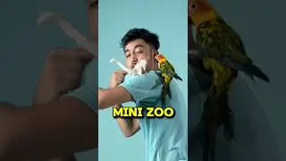 Mini zoo / mini vlogs with pets #shortsfeed #birds #pets