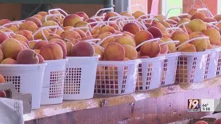 Growing the Valley: A visit to Reeves' Peach Farm in Hartselle! |  News 19 This Morning at 5 a.m.