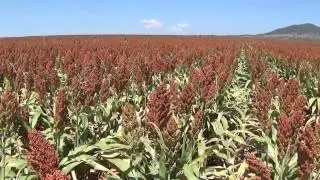 Liverpool Plains Sorghum Feb 9th 2015