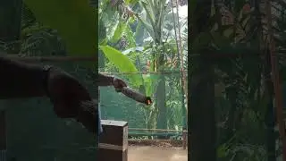 AMAZING TAGBANWA MAN