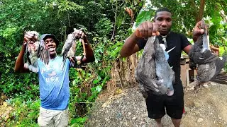 HOW TO HUNT BIRD IN JAMAICA HILLS /BUSH WITH SLINGSHOT BIRD CATCH CLEAN COOK YARD FRONT COOKING