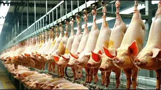 State of the art Pig Farm with Automated Pork Cutting Line for Fresh Pork Production