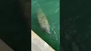 Manatee in Downtown Miami! #miami #miamiexperience #miamibeach  #beachlife #travel #discovermiami