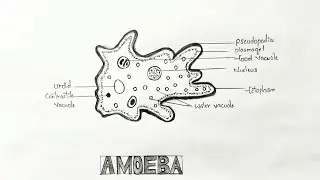 How to draw amoeba diagram|| easy amoeba drawing 
