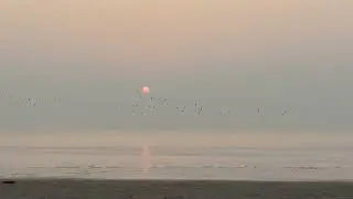 দুবলার চর সুন্দরবন।  সন্ধ্যাবেলা পাখি ওড়ার মনোরম দৃশ্য। #sundarbantravel #dublarchor #evening 