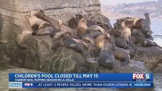 Children&rsquo;s Pool Closing for Harbor Seal Pupping Season