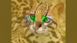 Оцелот