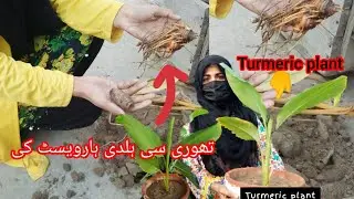mother ne haldi lgye , mei ne harvest ki / Turmeric harvesting / Haldi kb aur kese grow kre