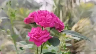 #rose #gardeningflowers #konasema #nature #naturevibes 