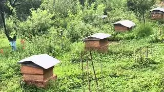 Api cuture nepal 19 June 2025 bee farming training in nepal bee farming