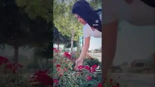 No number of roses are enough for my mom.  #mothersday #motherdayreels #rosepicking