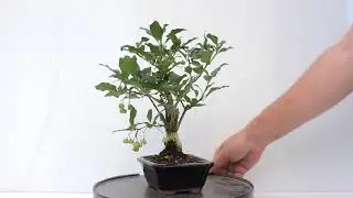 V&iacute;deo 360&ordm; Bons&aacute;i Euonymus europaeus. Bonetero. Evonimo.  EUY22