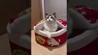 Ramen Noodle Pet Bed: Keep Warm, Super Soft, Washable, for Dogs and Cats