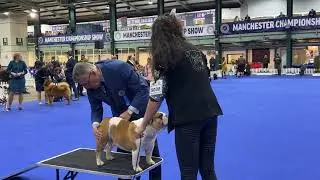 Manchester Dog Show 2026 - Utility Group