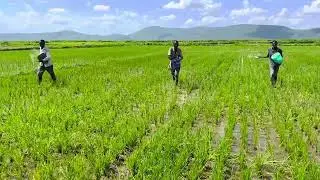 Ruben timber company limited: Hatua hii ni uwekaji wa mbolea ya awali ili kusaidia ukuaji wa mpunga