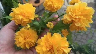 Caring and Propagating Kerria Japonica (Ranunkelstrauch)