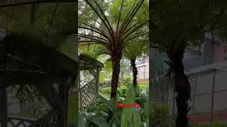 Fandia - #endemic #plants #mauritius #australia #nature #shorts