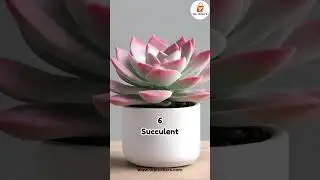 ✨10 Best Plants🌱 for Your Kitchen 🏡🌿☘️