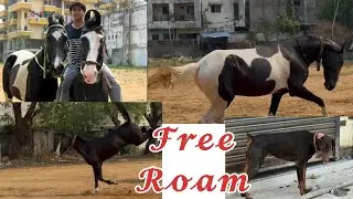Free roaming #horse #horselove #horselife #trending #viralvideo