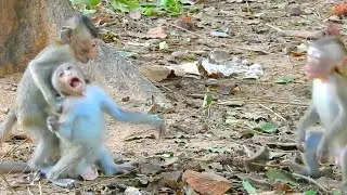 DEEP HURT BABY MONKEY CO FRIEND PULL ON @LIVE MONKEY CHANNEL