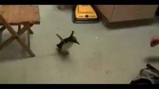 Penguin Giggle