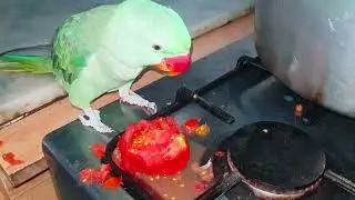 Parrot Food List Part 1 || Parrot Healthy