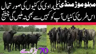 Malumor Mandi Top_Class Jhotian /Beautiful Neili Ravi  Ki Katian/Buffalo Farming Plan/Pushu Mandi