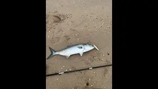 Bluefish Are Here Spring Run April 2023